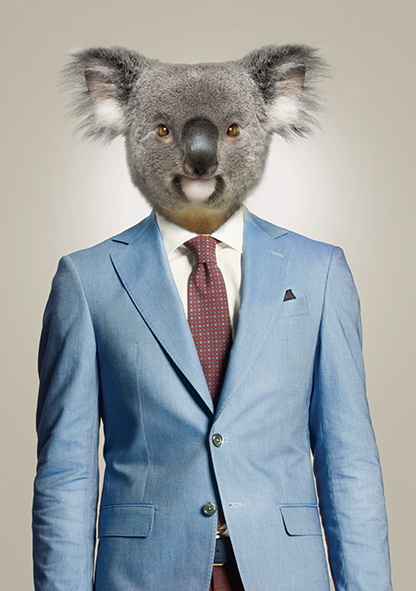 Costume sur-mesure Bruxelles Koala